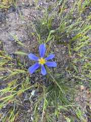 Calydorea xiphioides