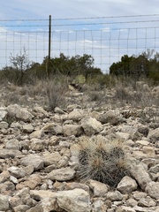 Echinocereus stramineus