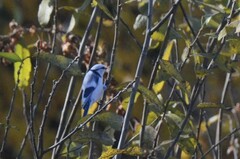 Cyanistes cyanus
