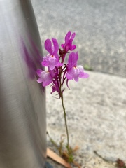 Linaria maroccana