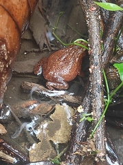 Ingerophrynus quadriporcatus