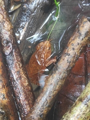 Ingerophrynus quadriporcatus