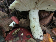 Russula vinacea