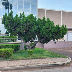 Cupressus sempervirens