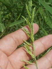 Poaceae
