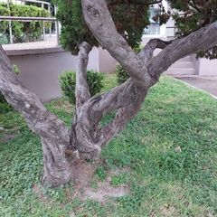 Cupressus sempervirens