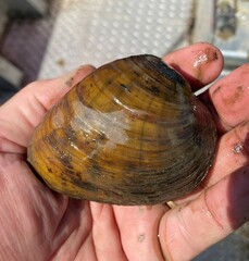 Ellipsaria lineolata