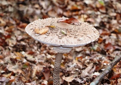 Macrolepiota procera
