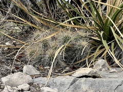 Echinocereus stramineus