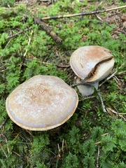 Cortinarius traganus