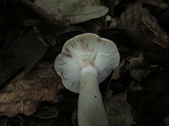 Lactarius griseus