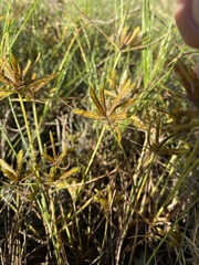 Cyperus compressus