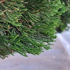 Cupressus sempervirens
