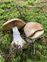 Cortinarius traganus