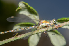 Chalcolestes viridis
