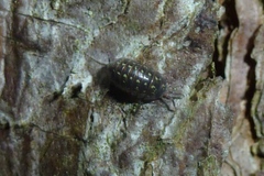 Armadillidium