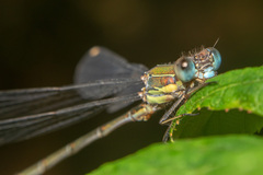 Chalcolestes viridis