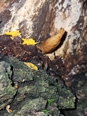 Fungi