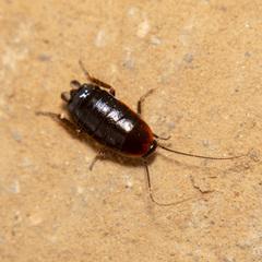Loboptera
