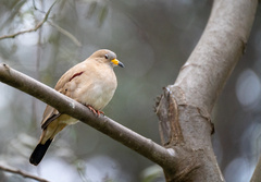 Columbina cruziana