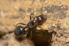 Messor barbarus