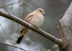 Columbina cruziana