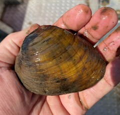 Ellipsaria lineolata