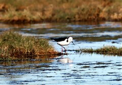 Himantopus leucocephalus