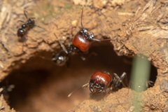Messor barbarus
