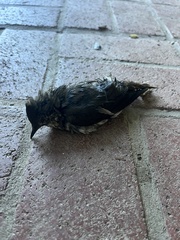 Hirundo rustica