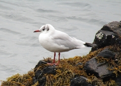 Chroicocephalus ridibundus