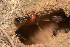 Messor barbarus