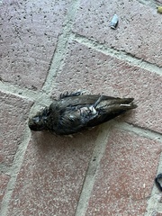 Hirundo rustica