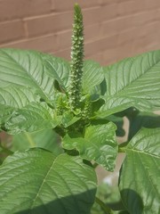 Amaranthus palmeri