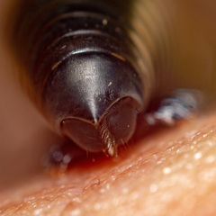 Ommatoiulus rutilans