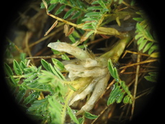 Astragalus sempervirens