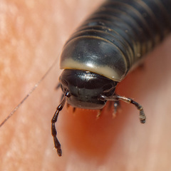 Ommatoiulus rutilans