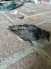Hirundo rustica