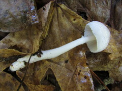 Lepiota atrodisca