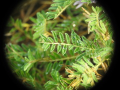 Astragalus sempervirens