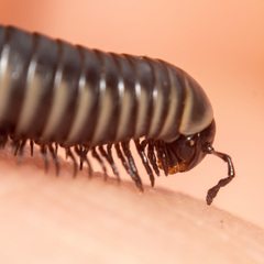 Ommatoiulus rutilans