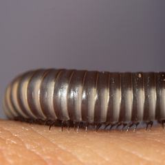 Ommatoiulus rutilans