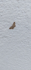 Idaea minuscularia