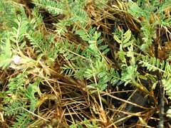 Astragalus sempervirens
