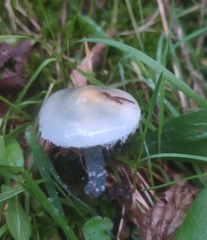 Stropharia aeruginosa