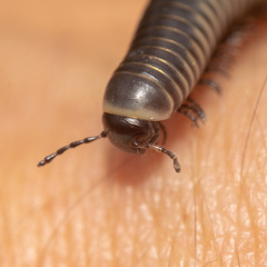 Ommatoiulus rutilans