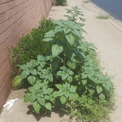 Amaranthus palmeri