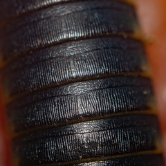 Ommatoiulus rutilans