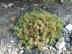 Astragalus sempervirens