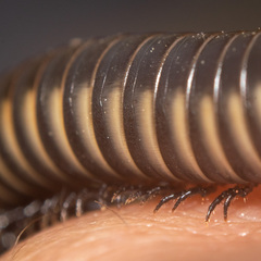 Ommatoiulus rutilans